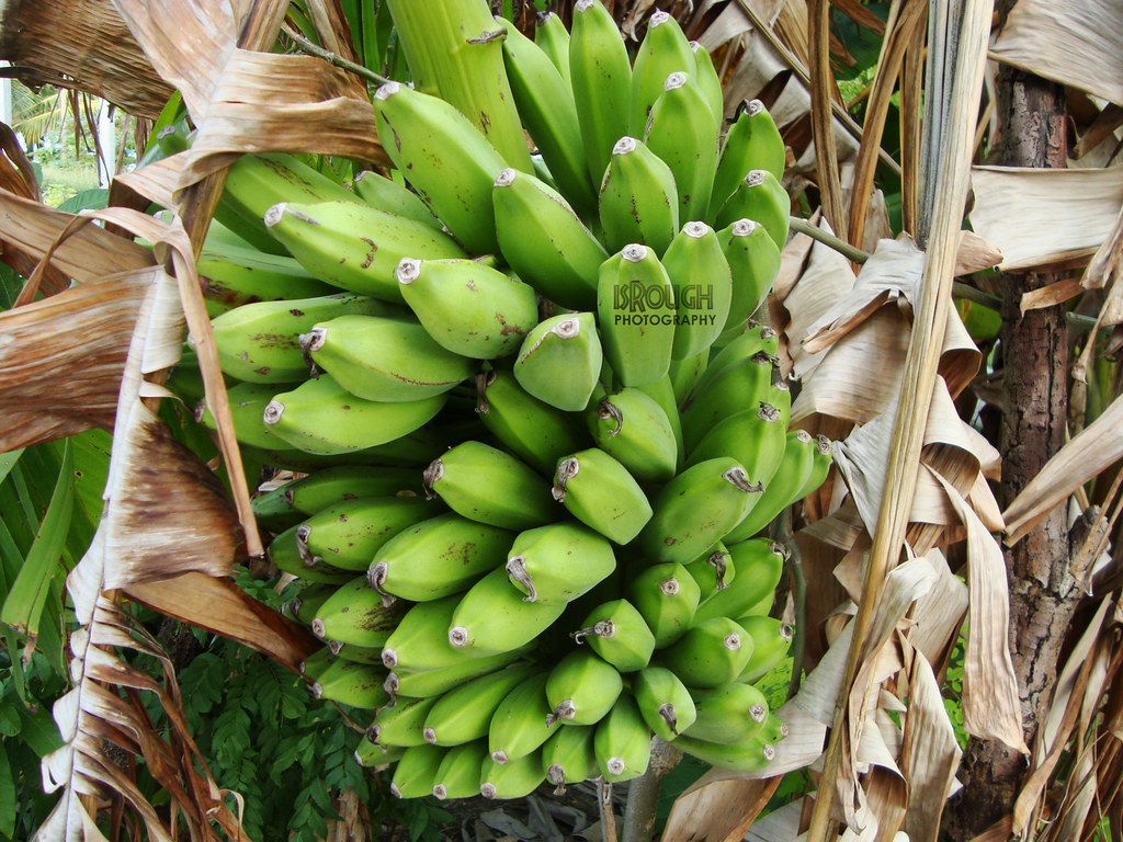 Banana? Banana is the common name for herbaceous plants of… Flickr