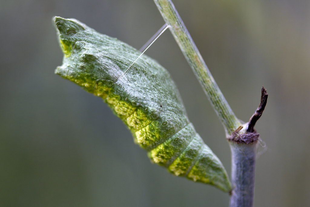 black swallowtail chrysalis treat in the butterfly garden Flickr
