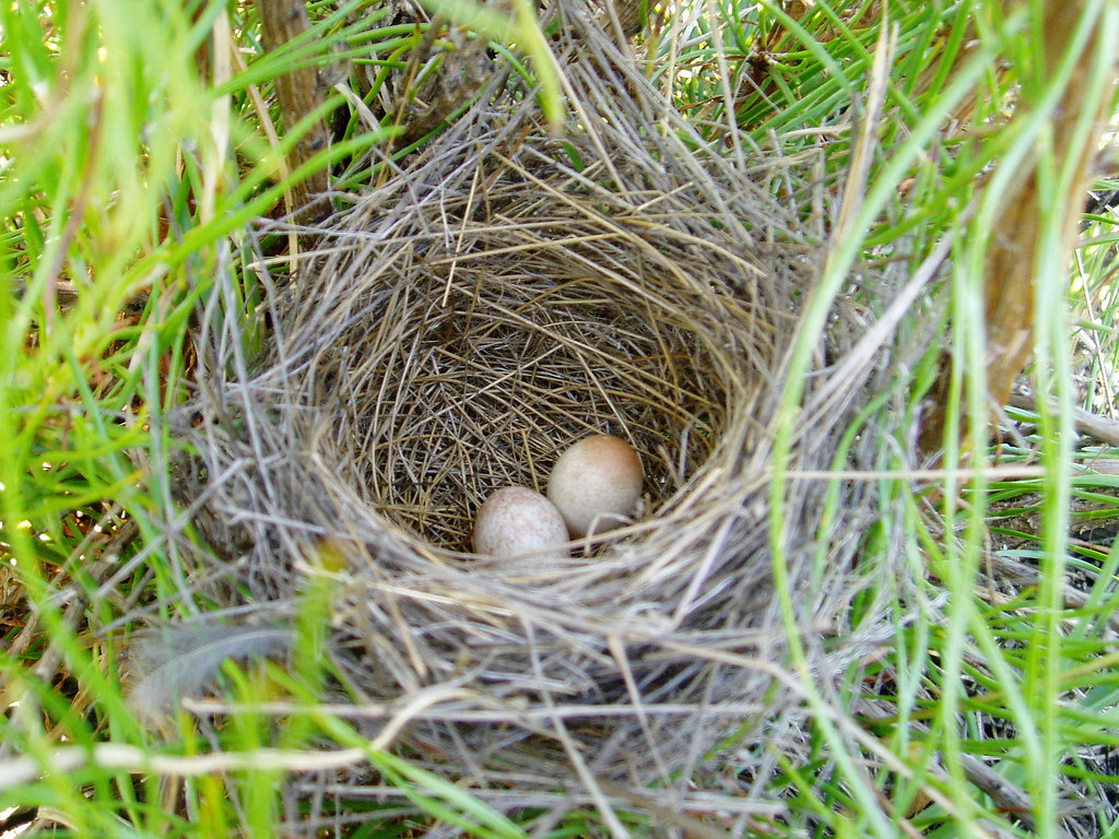 field sparrow nest eggs Lakehurst, New Jersey, USA 8 J… Flickr