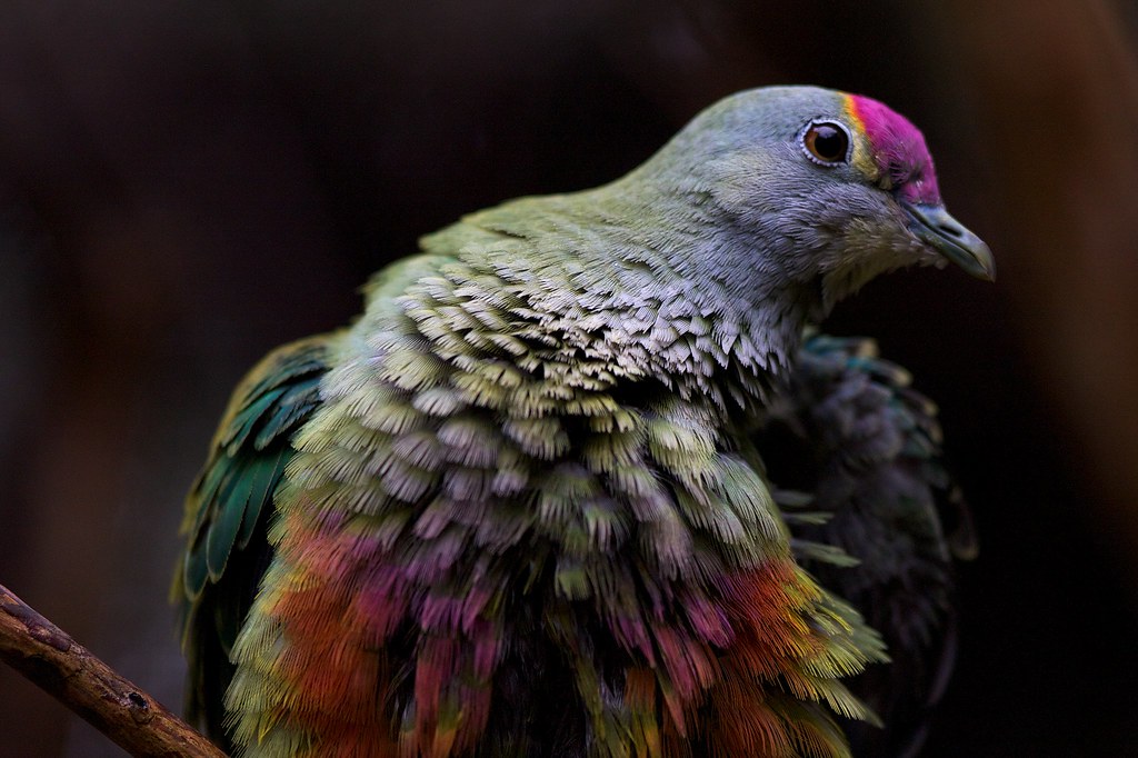 RoseCrowned Fruit Dove Shot at Healesville Sanctuary outs… Flickr