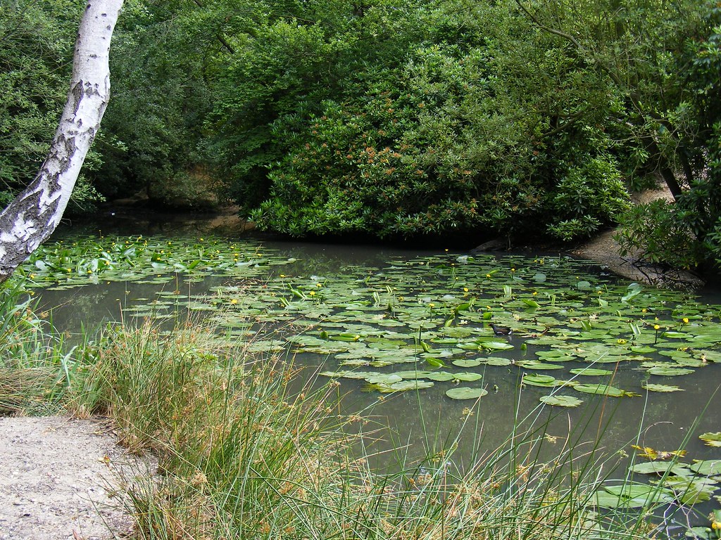 Pond and Pulhamite feature, Knighton Wood, Woodford Green.… Flickr