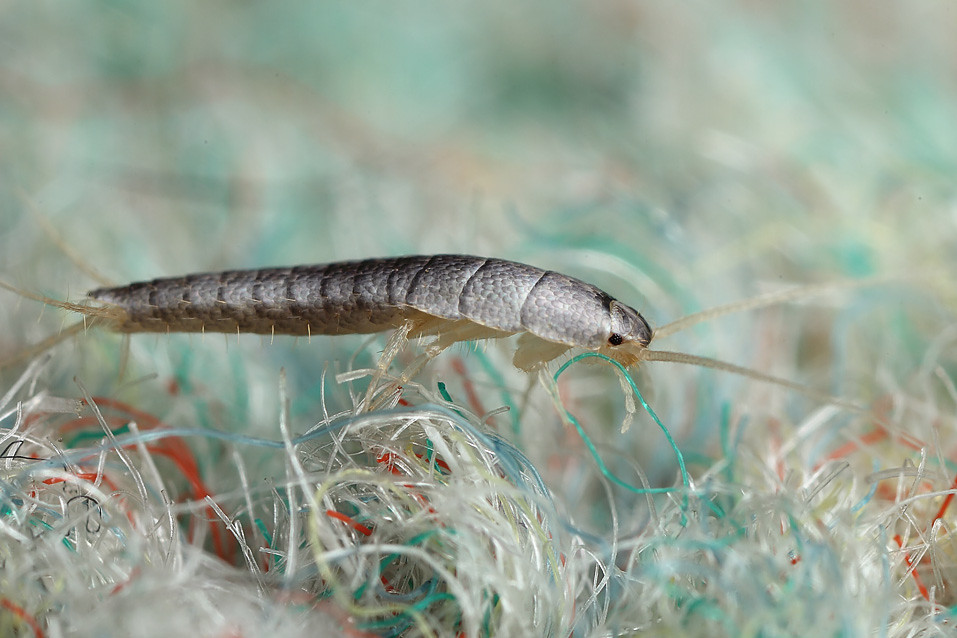 Silverfish on the carpet Found this small silverfish on th… Flickr