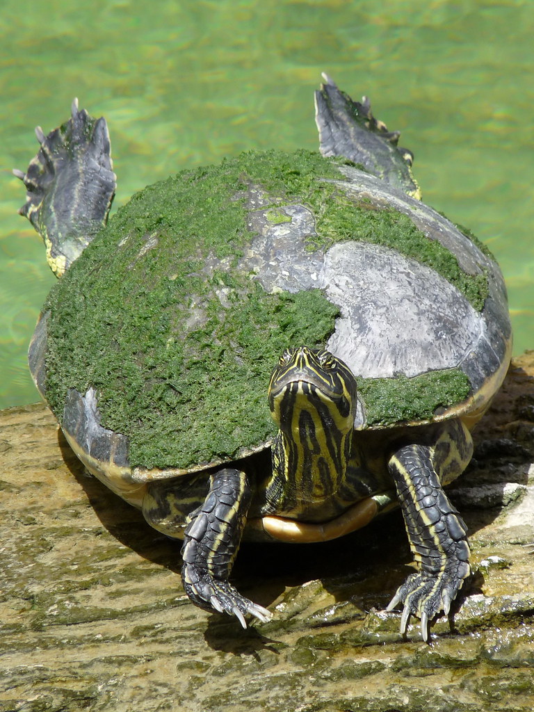 Water turtle at Miccoskee Indian Village, Florida Gerard