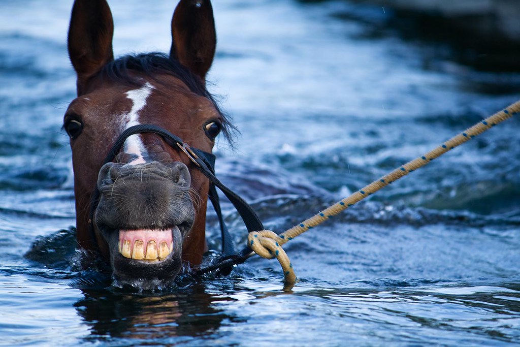 You can take a horse to water.... but you can't make it… Flickr