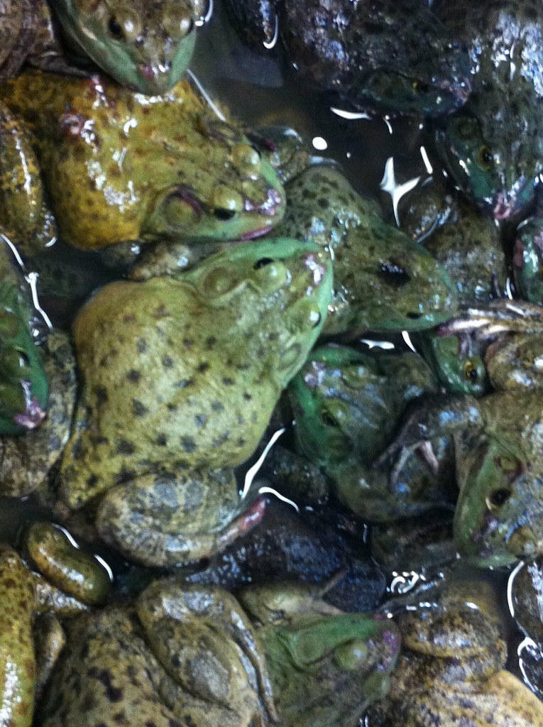 Army of Frogs Do you know that a bunch of Frogs is called … Flickr