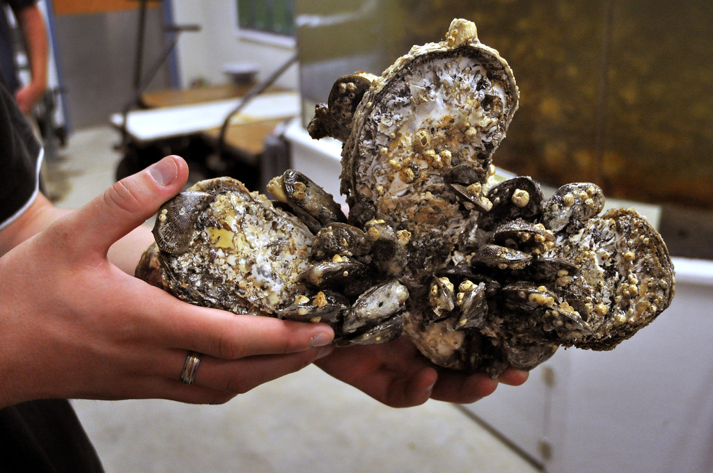 hatchery born oysters 3 years old Horn Point Laboratory … Flickr