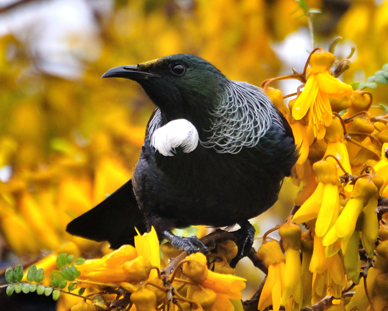 Tui in a Kowhai Tree The Tui is a NZ native and feeds on n… Flickr