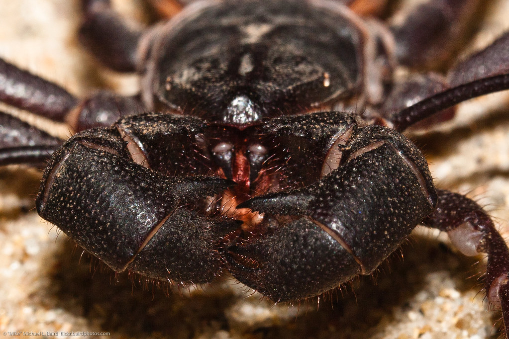 Vinegarroon, Thelyphonida, uropygids, insect 19 Sept 2010 Flickr