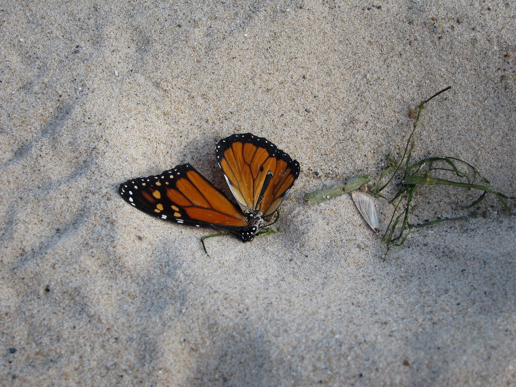 Dead Monarch Butterfly edward stojakovic Flickr