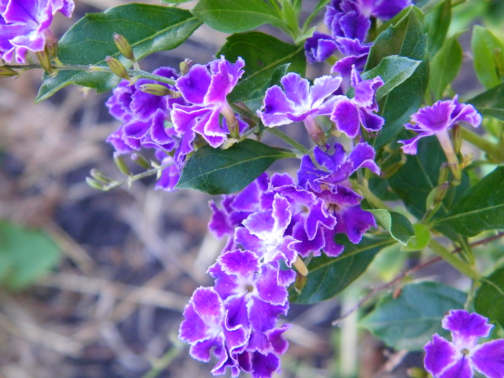 Duranta erecta Sweet Memory Sky Flower xaviergardens Flickr