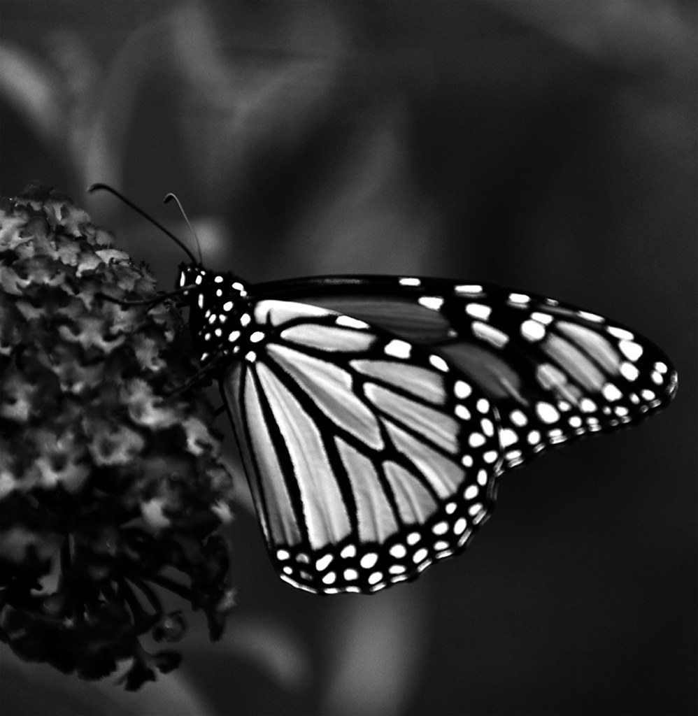 mariposa en blanco y negro View on black Zulma () Flickr