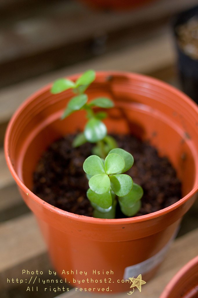 銀杏樹花語 銀杏 イチョウ の花言葉 Pwbrup