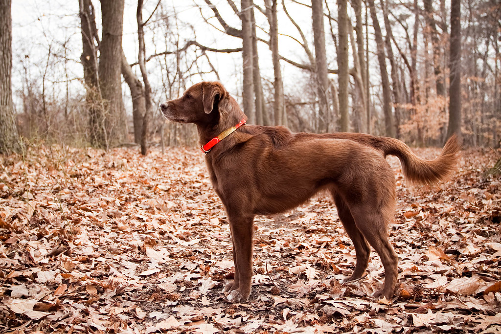 (6/52) hackles. something spooked alice out in the woods