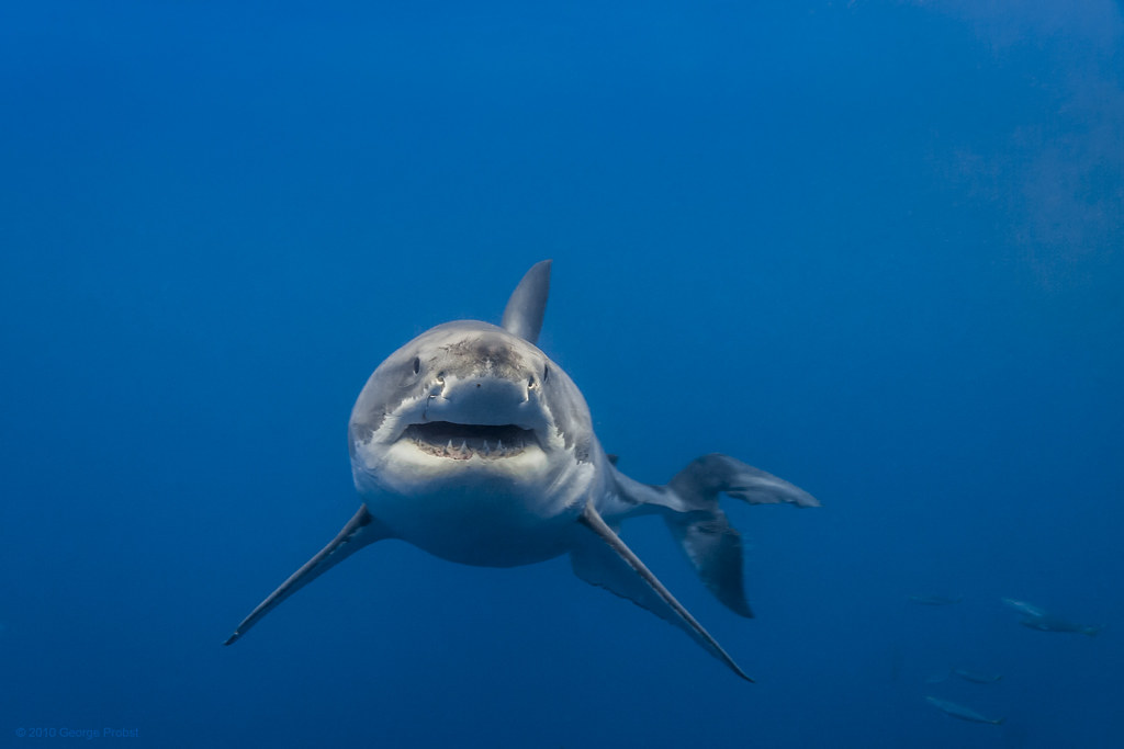 Lucy, female great white shark, looking headon Lucy, a fe… Flickr