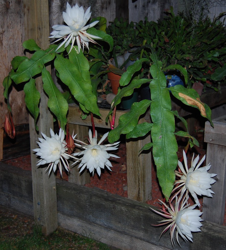 Epiphyllum oxypetalum (nightblooming cereus) Plant Flickr
