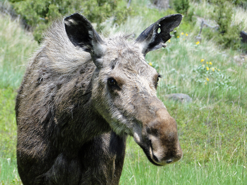 Moose In My Yard Moose on Northfork Near Cody, WY Powhusku Flickr