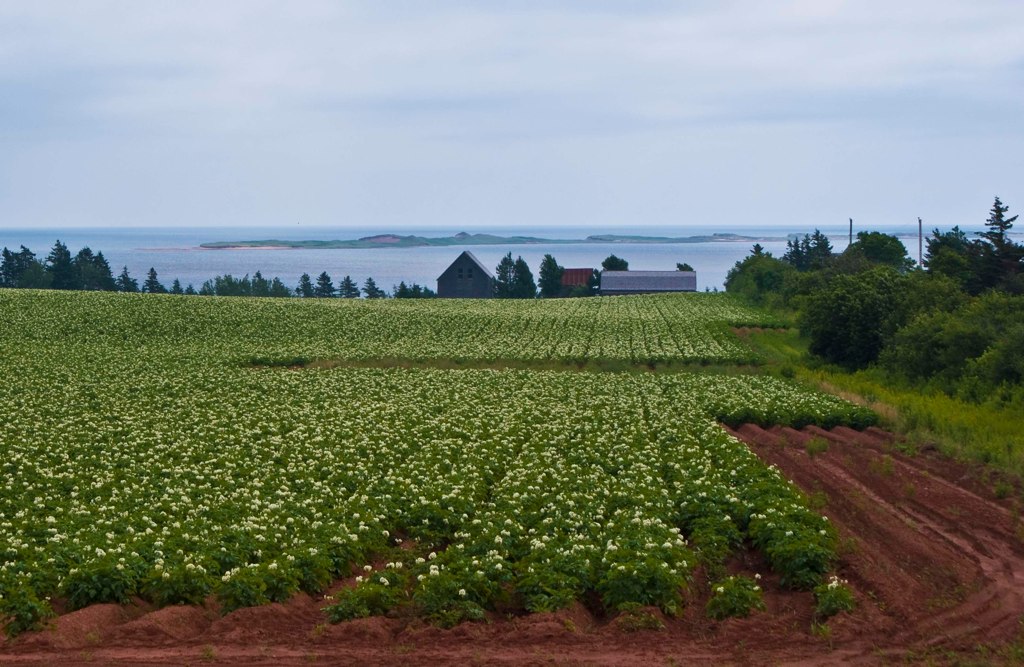 PEI Potato Field What says PEI more than red soil and a fi… Flickr
