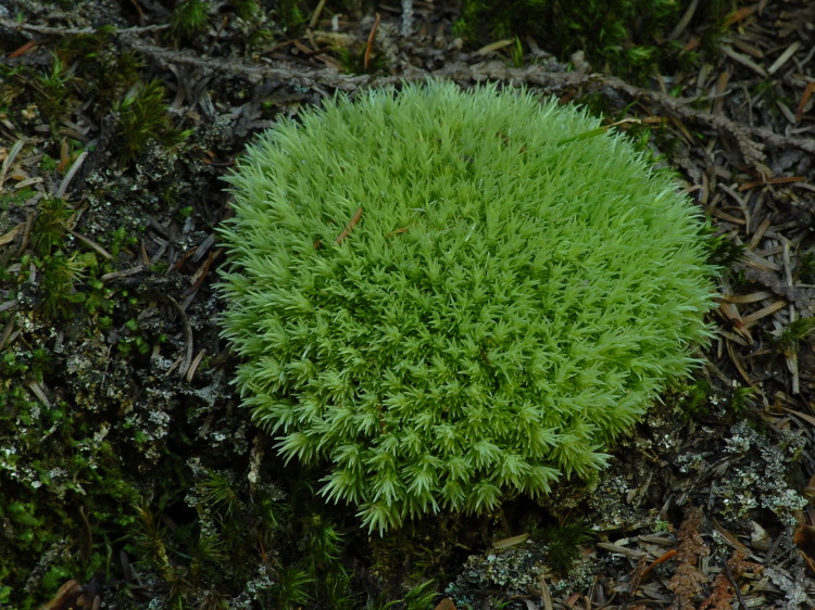 Pin Cushion Moss, Leucobryum glaucum This very soft moss g… Flickr