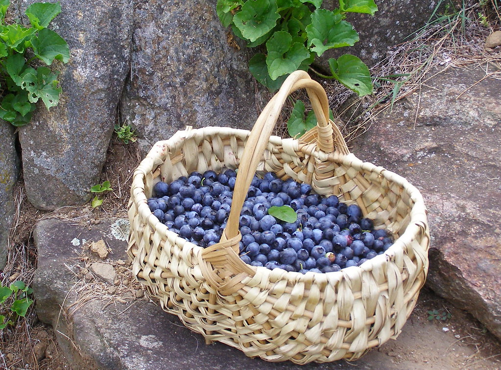 Blueberry Basket Full measure of sweetness. Melinda Stuart Flickr