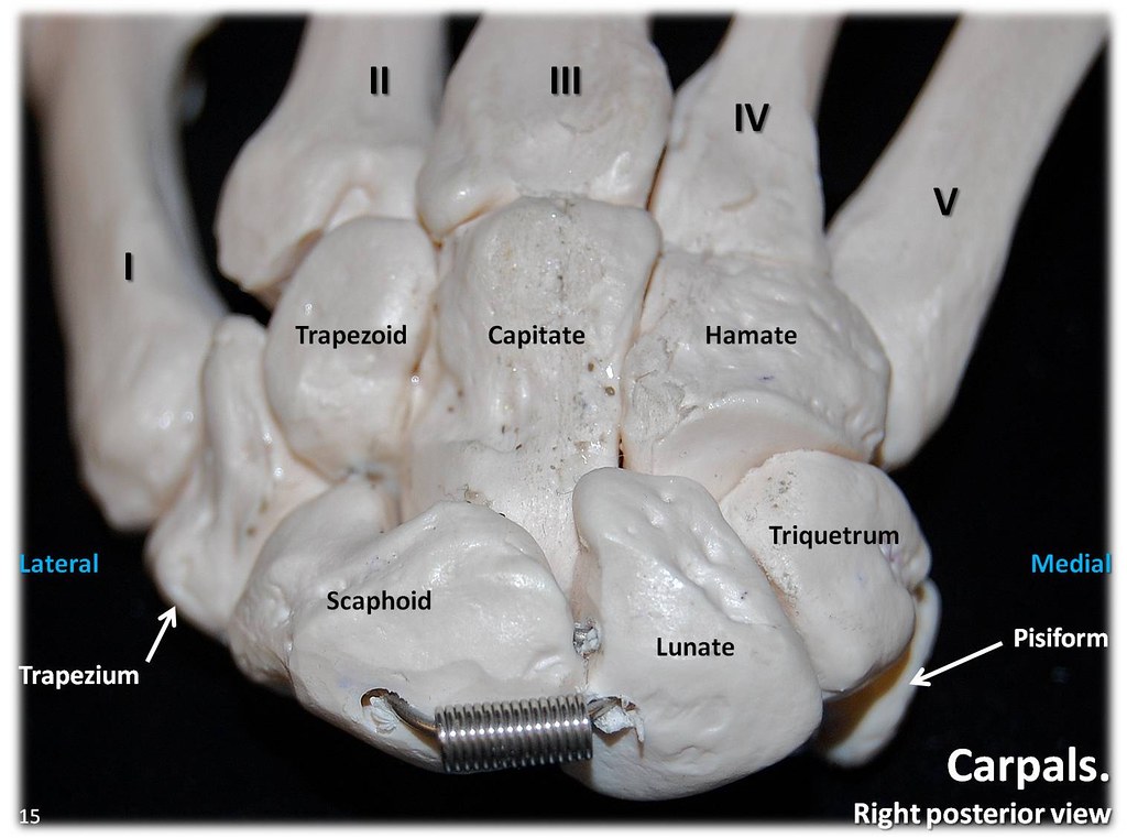 Carpals, posterior view with labels Appendicular Skeleto