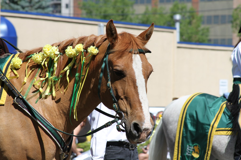 Braided horse mane with flowers and ribbons Chris Waits Flickr