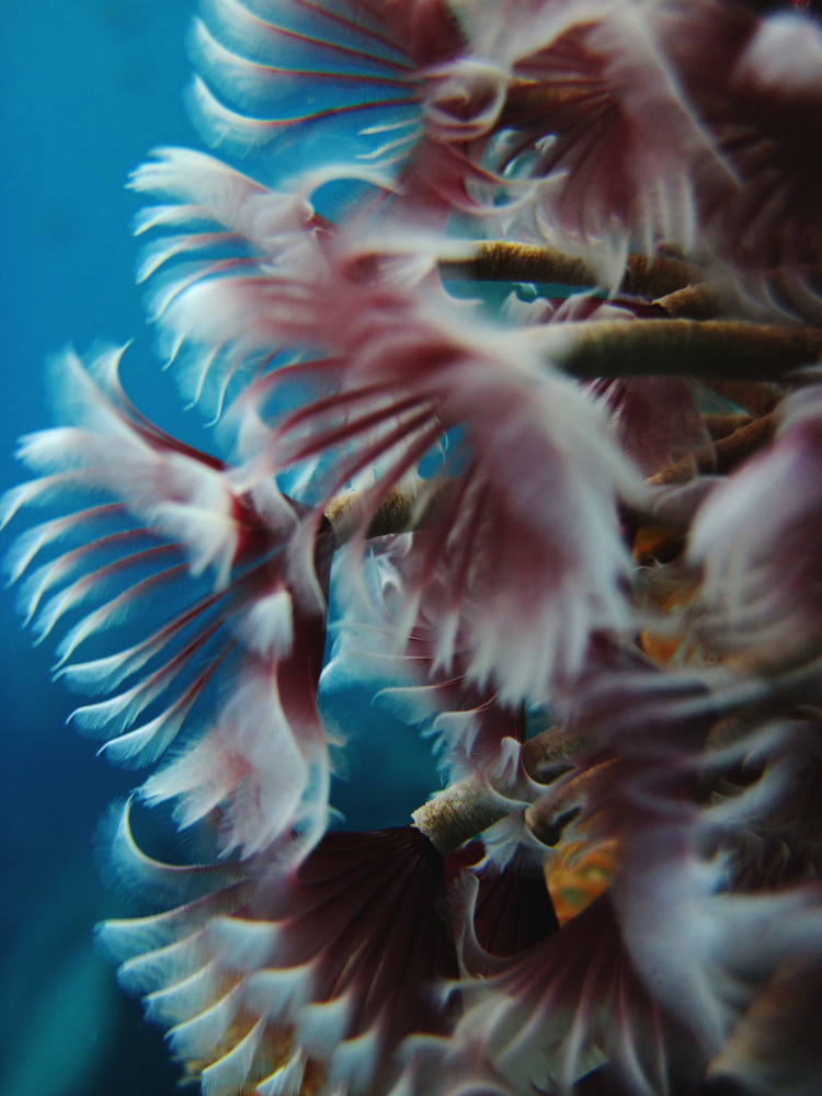Undersea Flowers 5 Canon D10, Underwater This little poin… Flickr