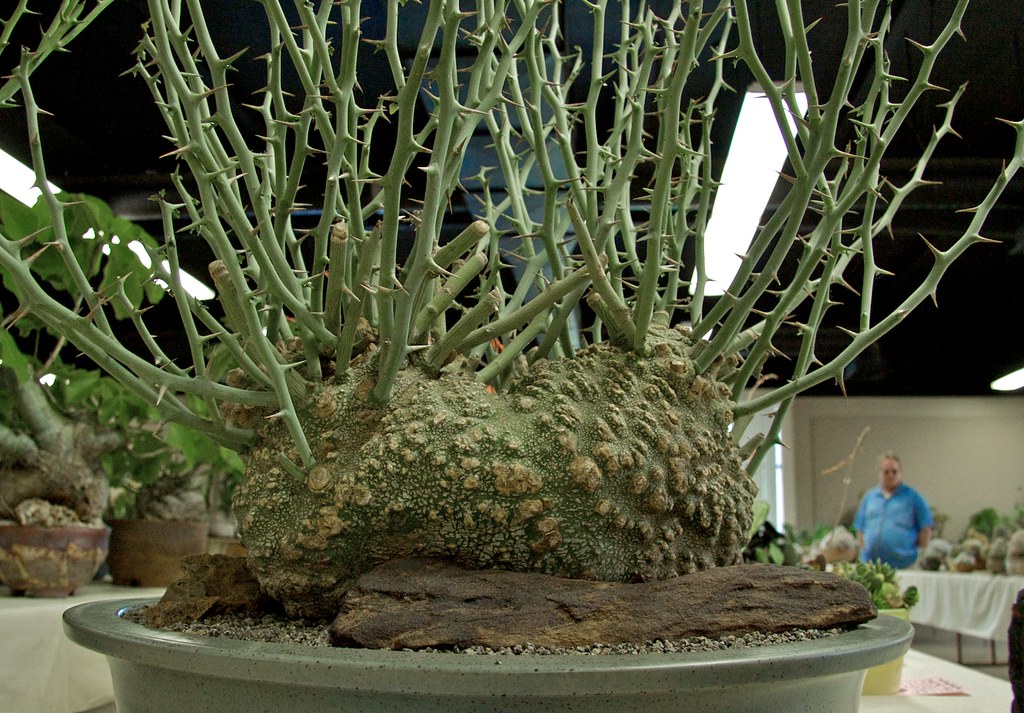 Intercity Cactus and Succulent Show Adenia ballyi Flickr