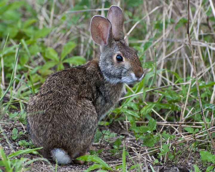 Peter Cottontail Cottontail rabbit at Brazos Bend State Pa… BFS Man