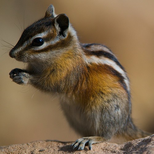 Colorado Chipmunk This little critter was grabbing a snack… Flickr