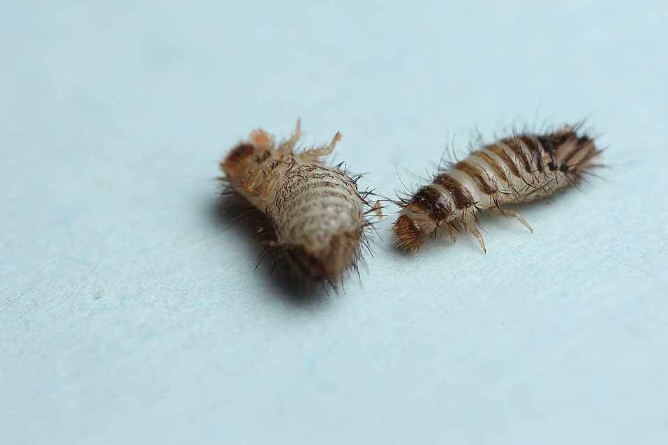 Irk what's this in the fish food larder beetle larvae 1… Flickr