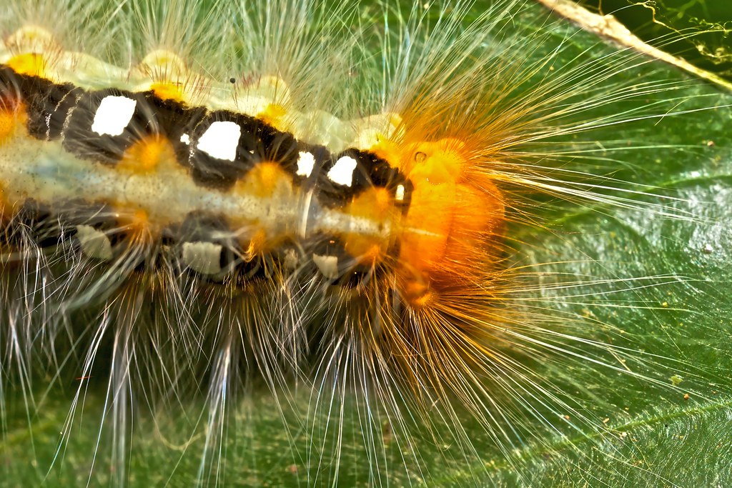 Hairy orange caterpillar Kanuku mountains, Guyana. Flickr
