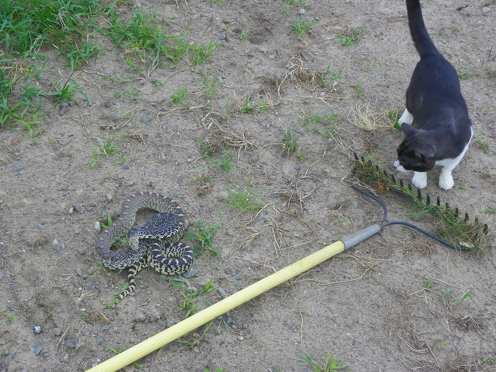 Minnesota Gopher Snake or Bull Snake I found this big snak… Flickr