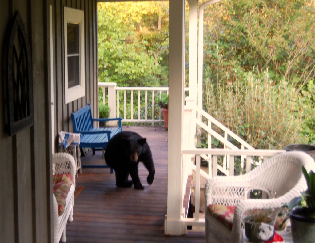 There's a Bear on Our Front Porch Well, we've had deer, wi… Flickr