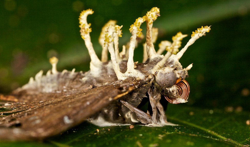 Cordyceps Fungus covered moth (Cordyceps tuberculata) Flickr