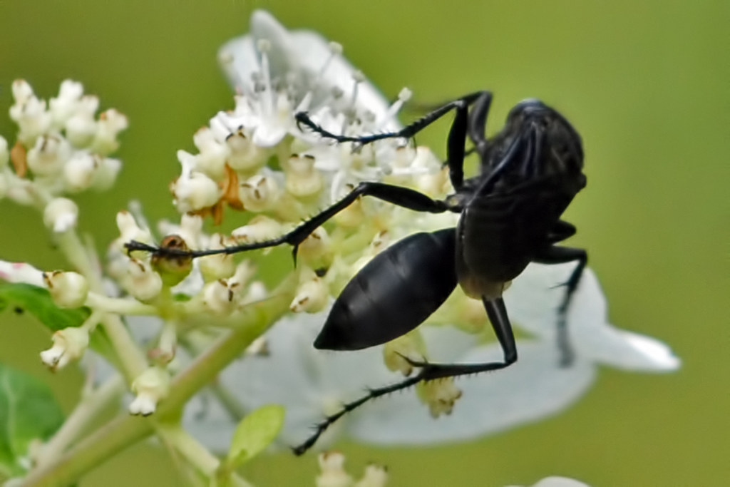 Great Black Wasp stinger Despite the scary looking stinger… Flickr
