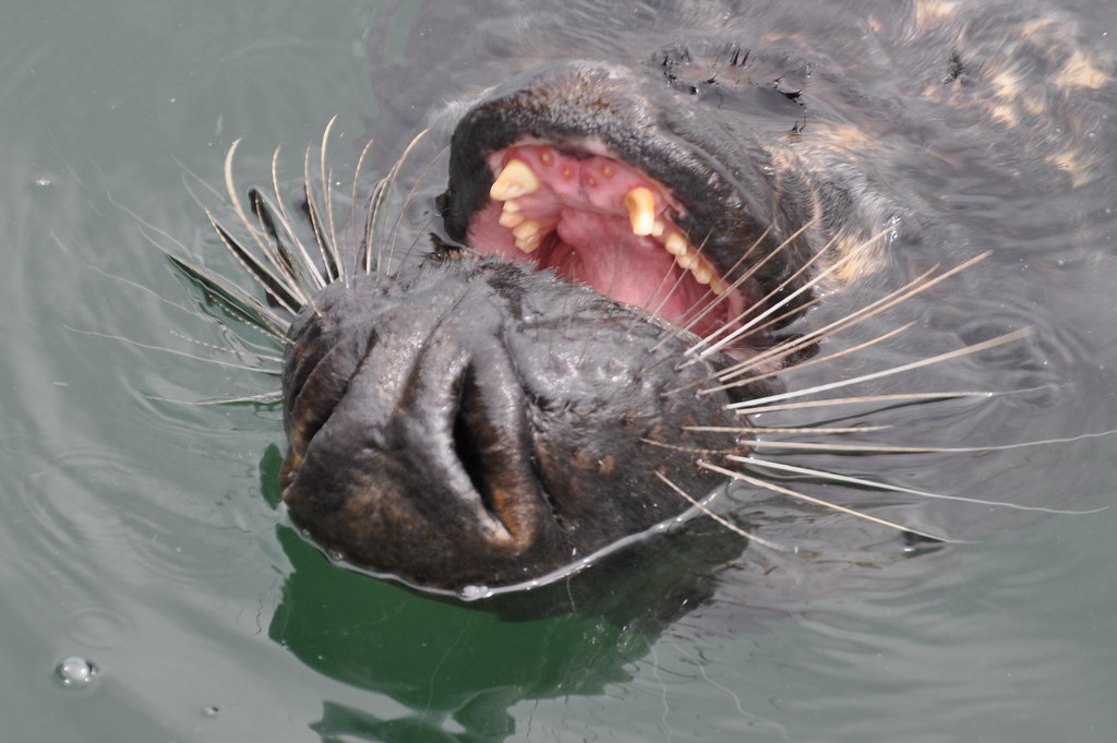 Seal Teeth! Flickr Photo Sharing!