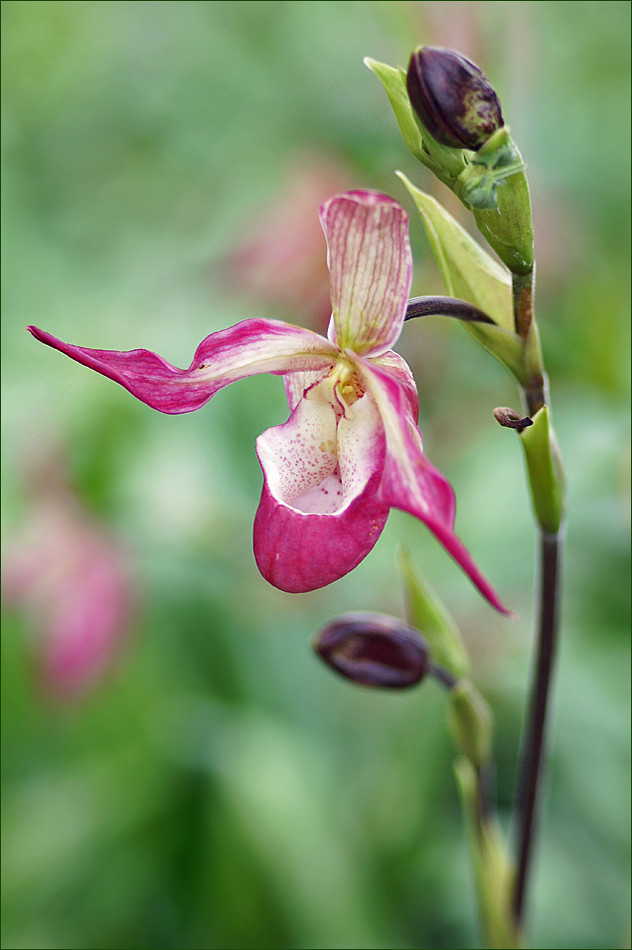 Lady Slipper Orchid Lady Slipper Orchid in the Orchideeënh… Flickr