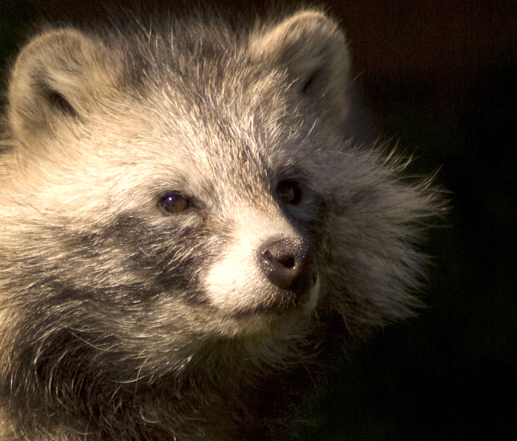 Raccoon Dog Raccoon Dog at at Yorkshire Wildlife Park Sheffield