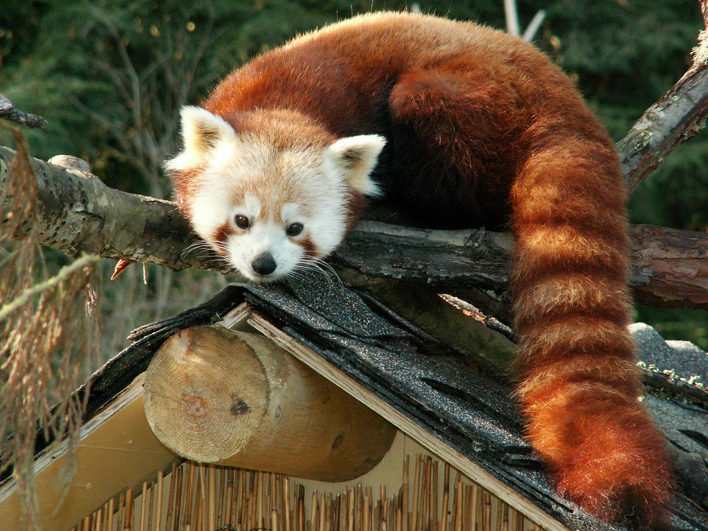 Shifu the Red Panda by kjuliano Shifu, along with his brot… Flickr