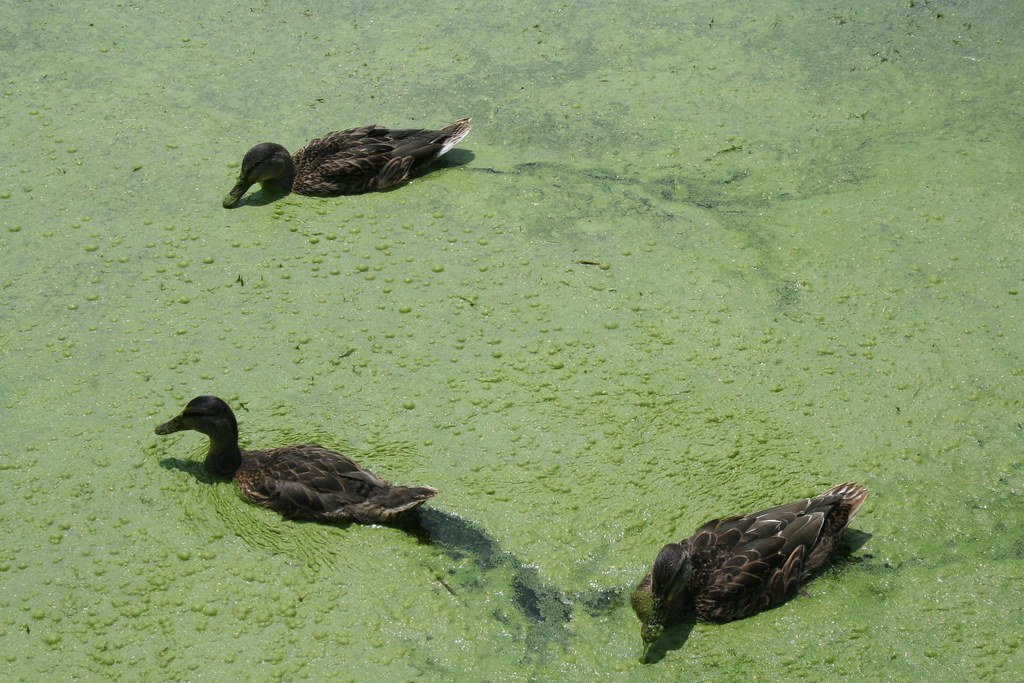 Herrick Lake, July 27, 2010 > Ducks Eating Pond Algae Flickr