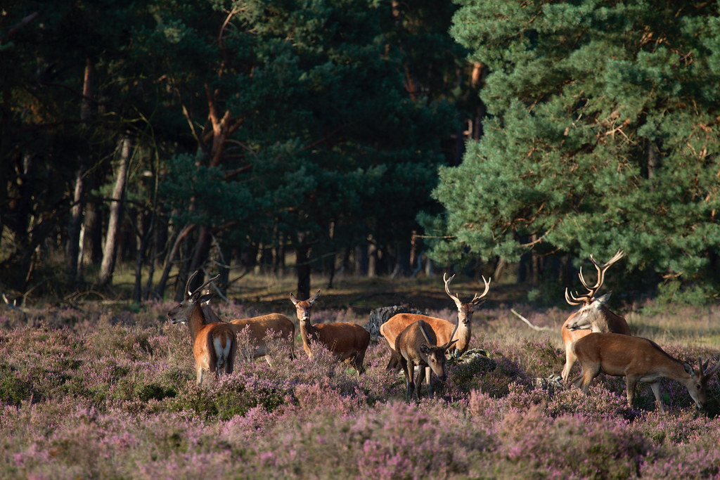 Nationaal Park De Hoge Veluwe Nationaal Park De Hoge Veluw… Flickr