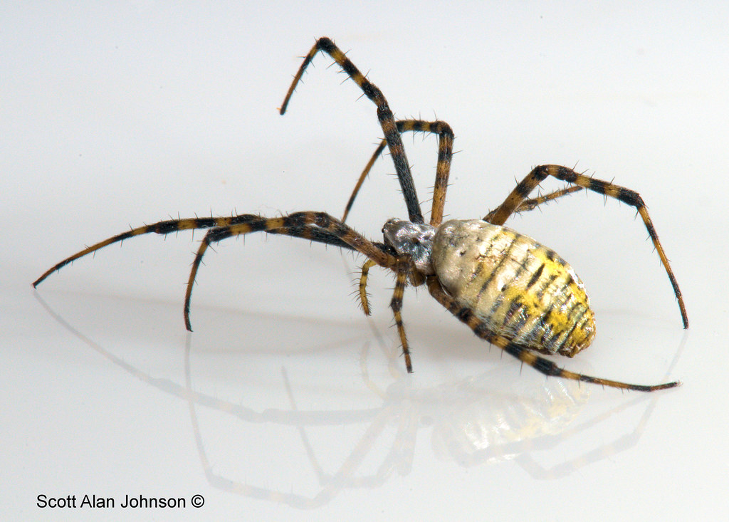Yellowblack striped spider the spider was shot on the whi… Flickr