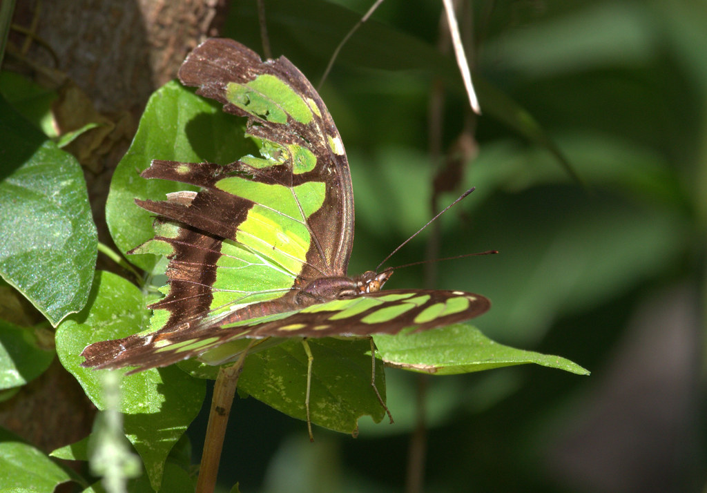 Butterfly camouflage Not the prettiest butterfly, and alre… Flickr