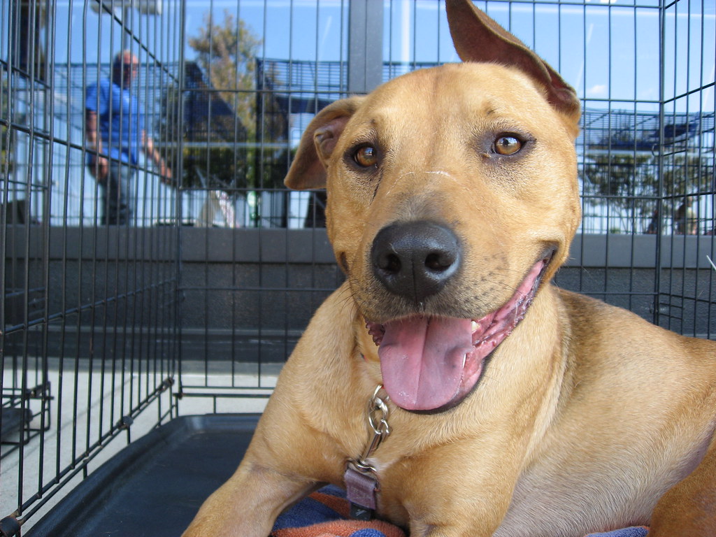 Orange County Animal Shelter Hours petfinder