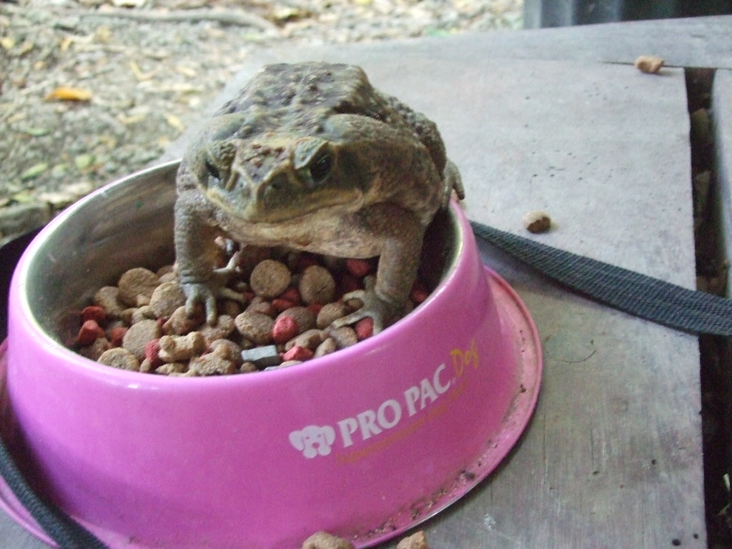 huge cane toad stealing tika's dogfood Rainsong Wildlife Sanctuary Flickr