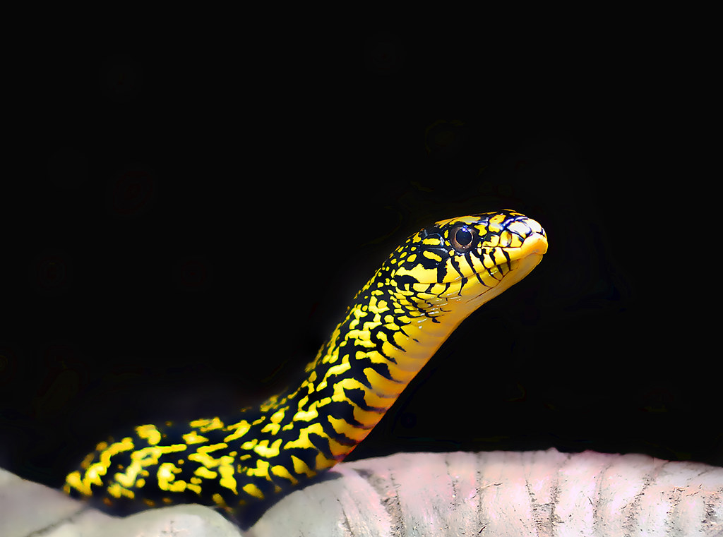 King Rat Snake on Black Scientific Name Elaphe carinata (… Flickr