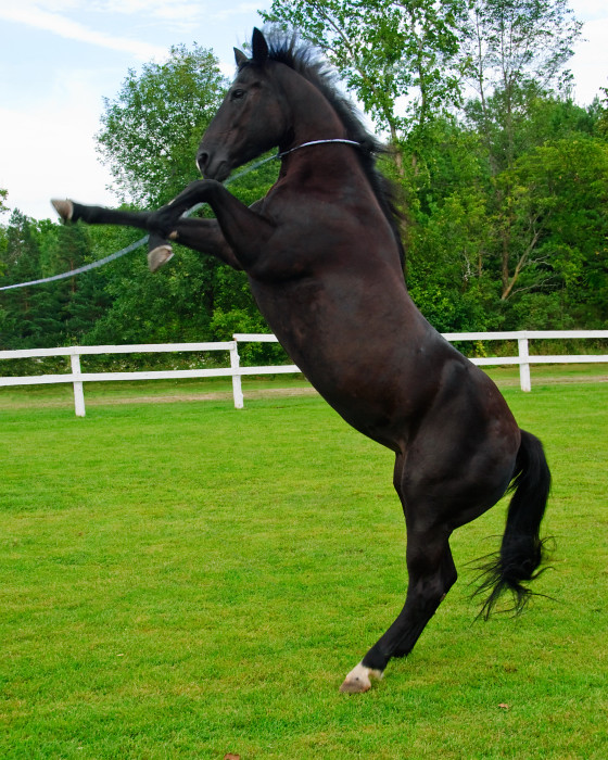 Horse on two legs_6653 Steve Savoie Flickr