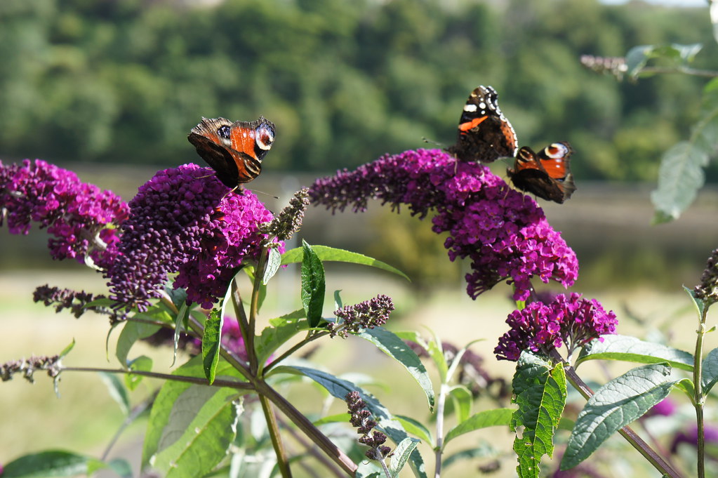 3 peacock butterflies on buddleia bush in our garden Flickr