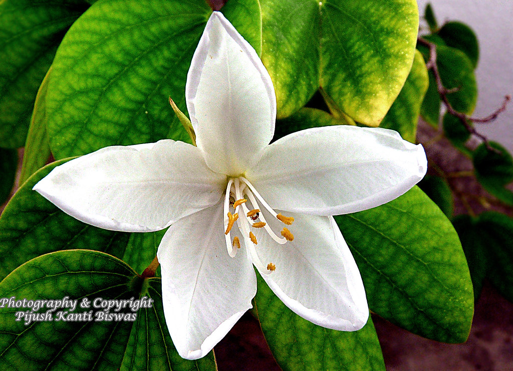 ANT AND THE KANCHAN FLOWER Location Garia, Kolkata, W.B. … Flickr
