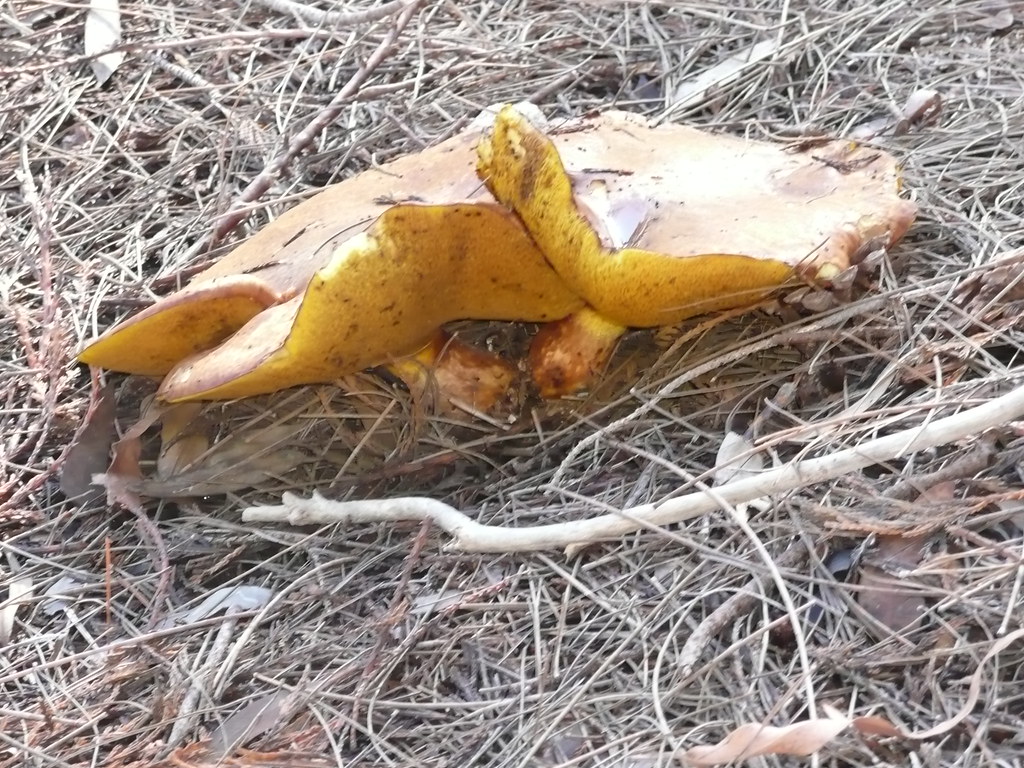 Fungi Growing Under Pine Trees. South Australia Sydney Oats Flickr